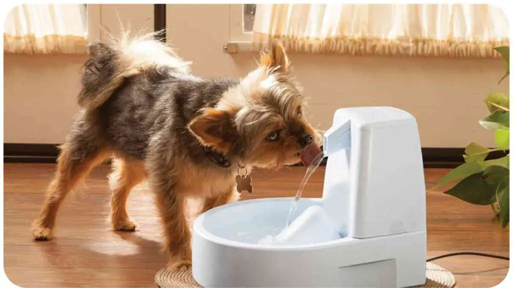 Drinkwell Pet Fountain 2