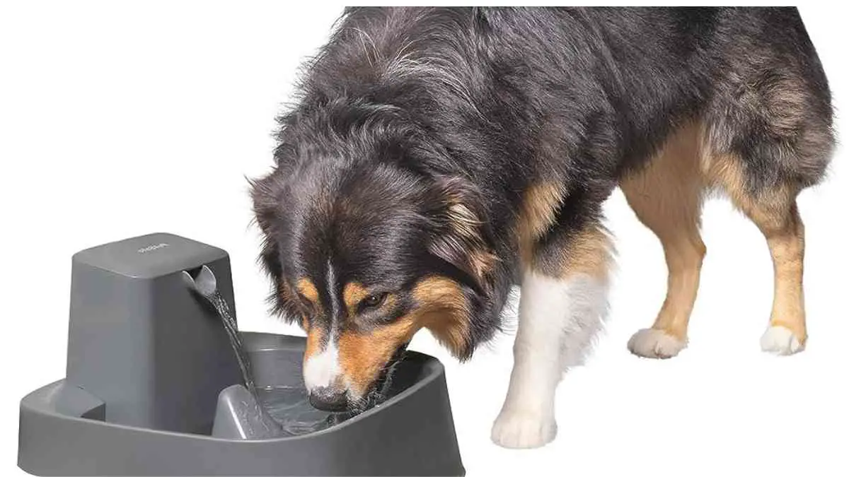 Drinkwell Pet Fountain Making Noise? Here's How to Fix It
