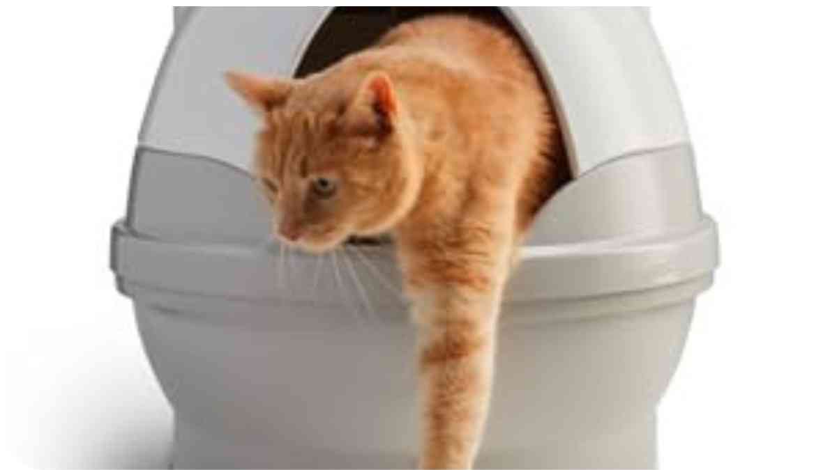 How to Set Up Your CatGenie Self-Cleaning Litter Box