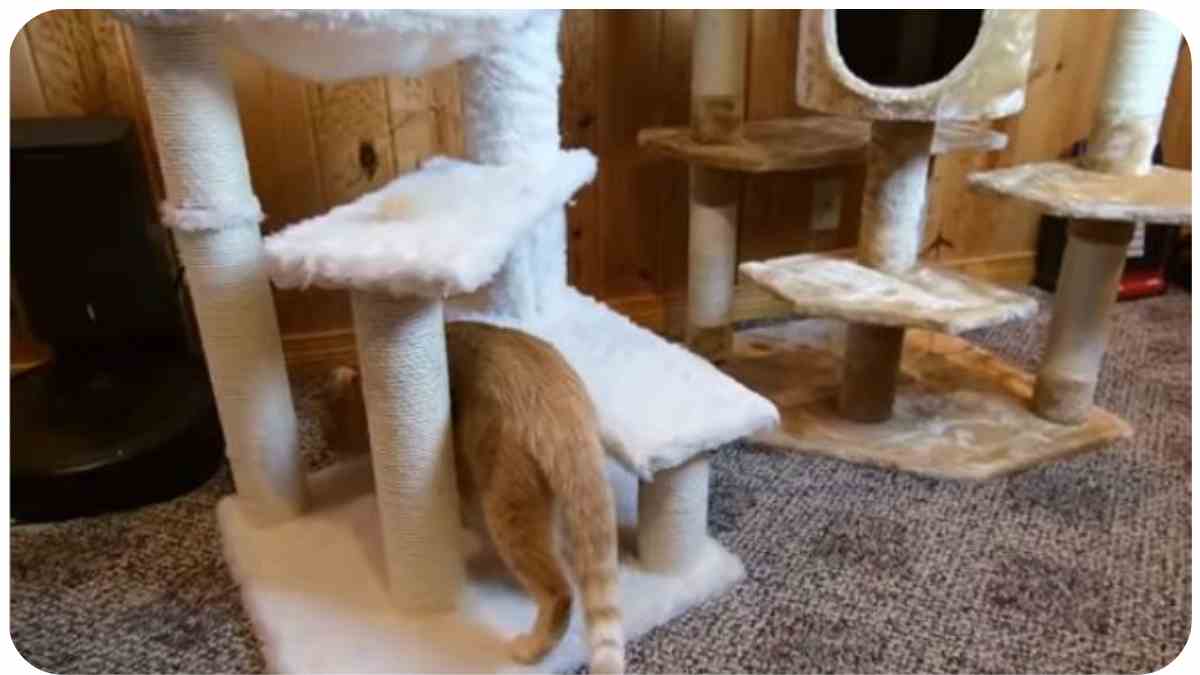 Kitty Mansions Cat Tree: Assembly Tips and Tricks