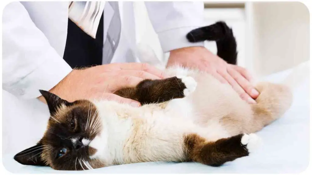 a cat laying on a table being examined by a vet