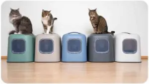 How to Sync Your Tailio Smart Health Cat Litter Box to Wi-Fi