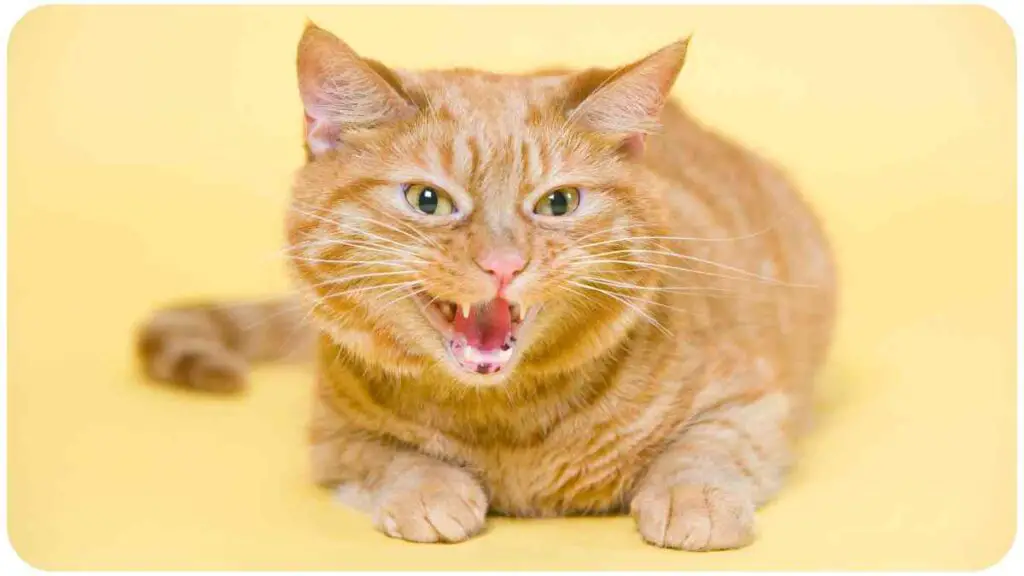 an orange tabby cat with its mouth open on a yellow background