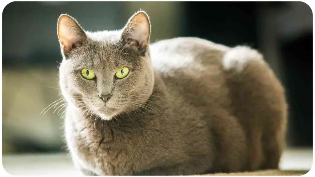a gray cat with green eyes sitting on the floor