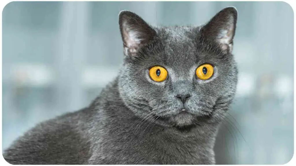 a close up of a gray cat with yellow eyes