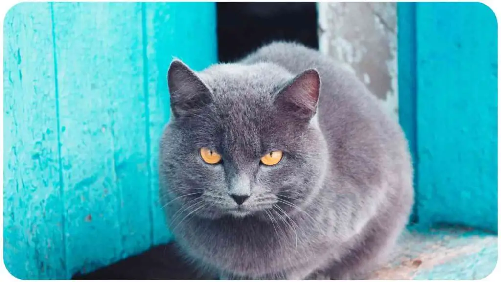 a gray cat with yellow eyes sitting on a blue door