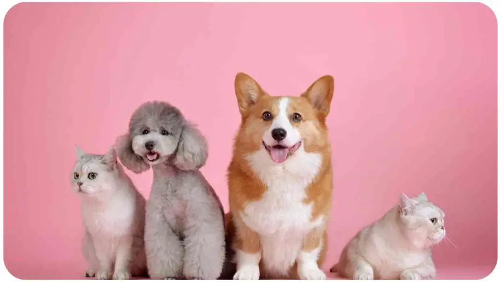 four dogs and a cat on a pink background