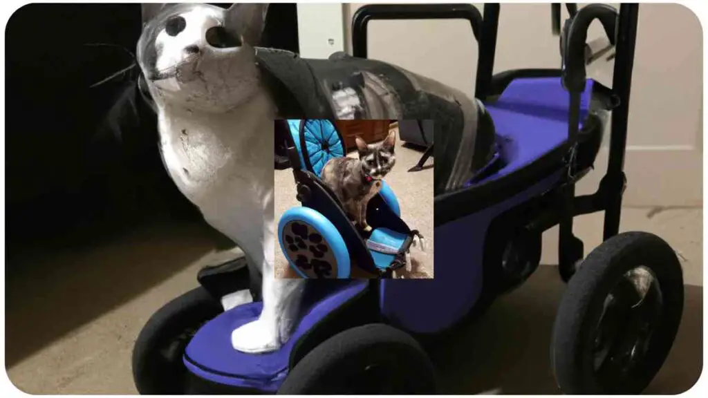 a cat in a wheel chair