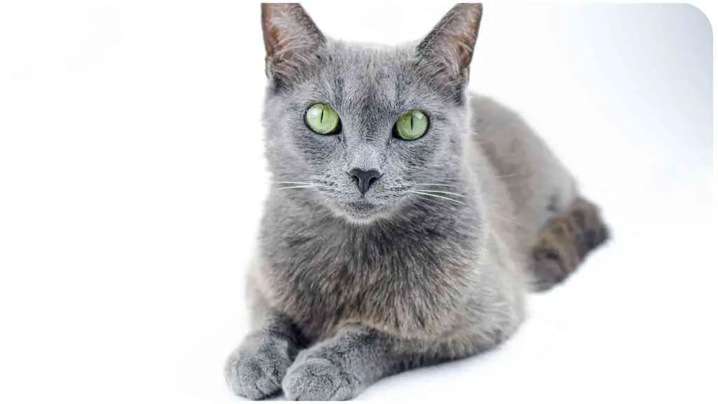 a gray cat with green eyes on a white background