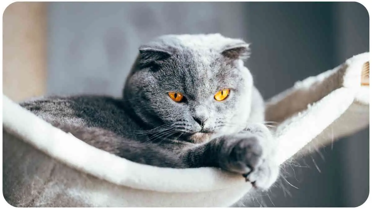 What Is the Average Lifespan of a Russian Blue Cat?
