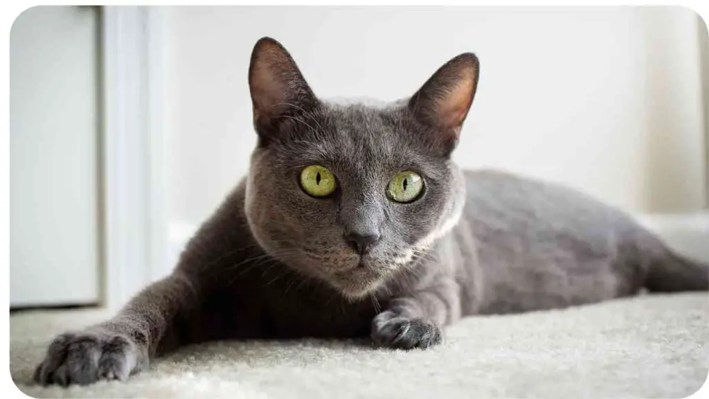 a gray cat with green eyes laying on the floor