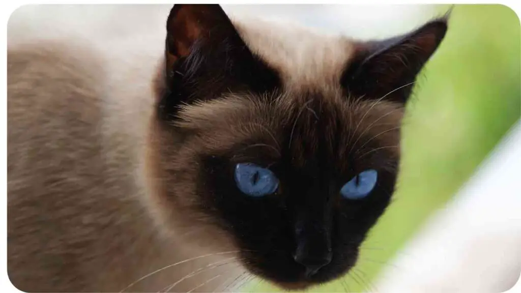 a siamese cat with blue eyes