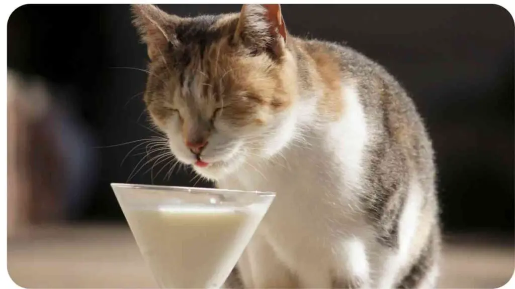 a cat drinking from a glass of milk