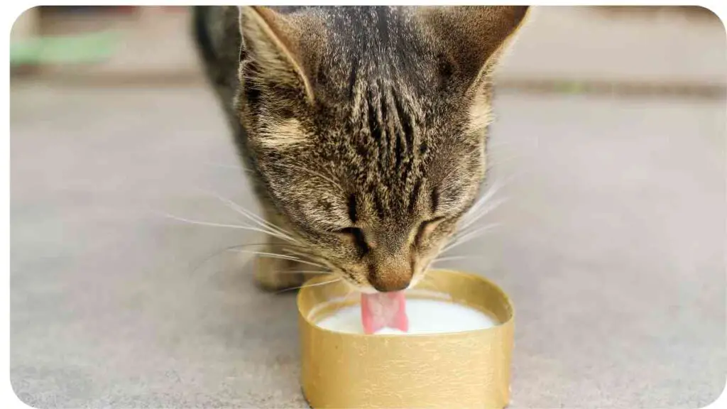 a cat drinking milk from a gold container