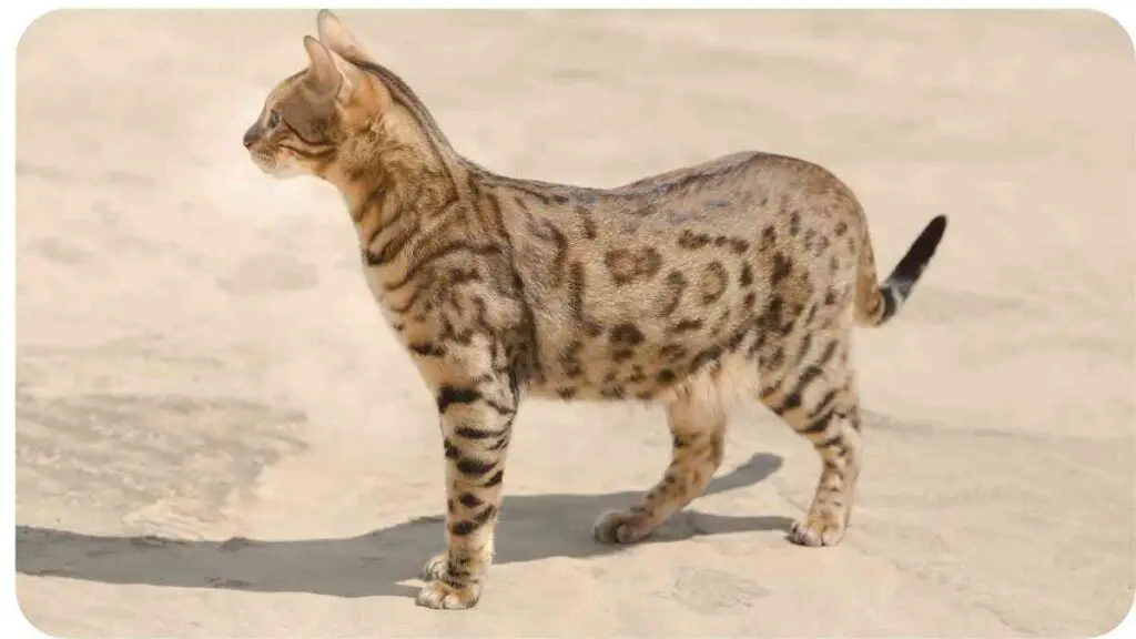 a bengal cat standing on a sandy beach