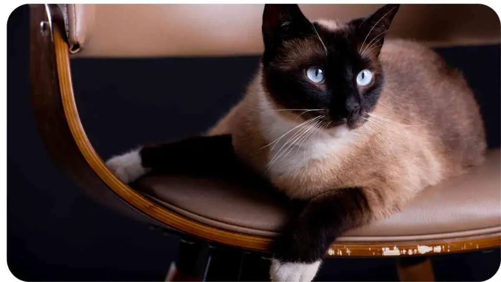 a siamese cat sitting on top of a chair