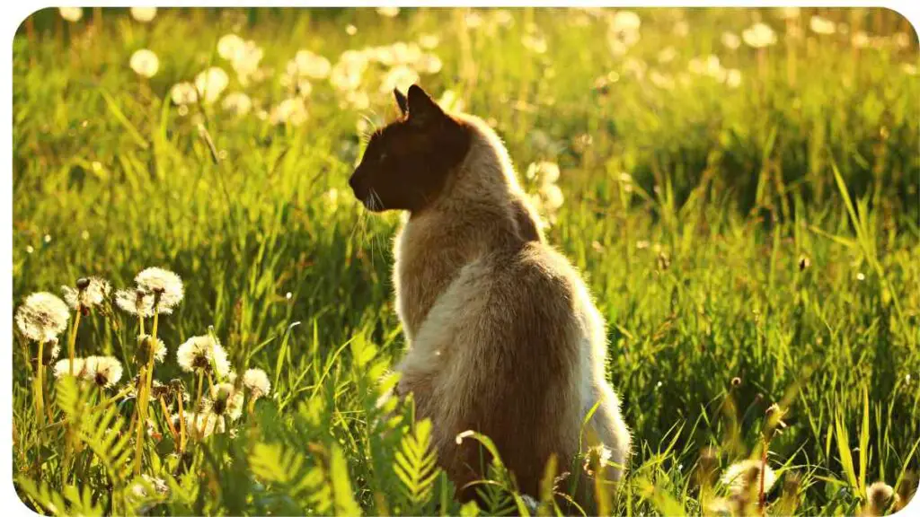 a siamese cat sitting in a field of dandelions
