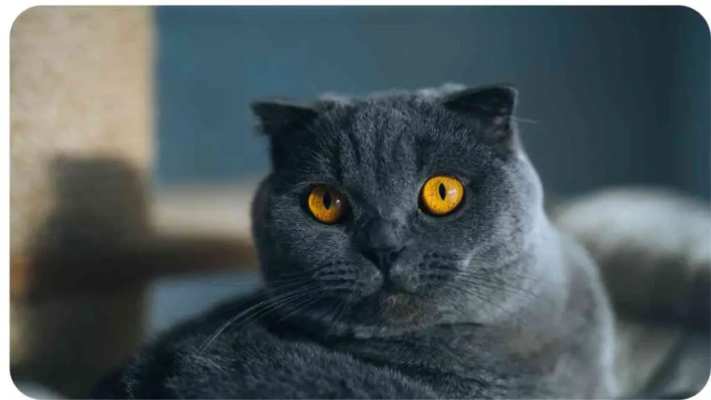 Understanding Aggression in Russian Blue Cats: Balancing Independence and Emotional Needs