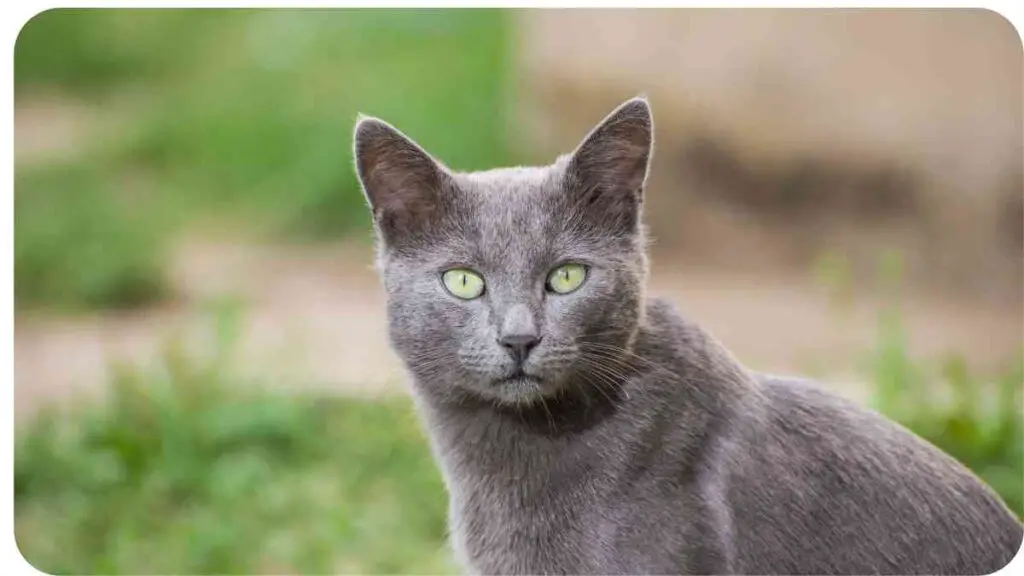 a gray cat with green eyes sitting in the grass
