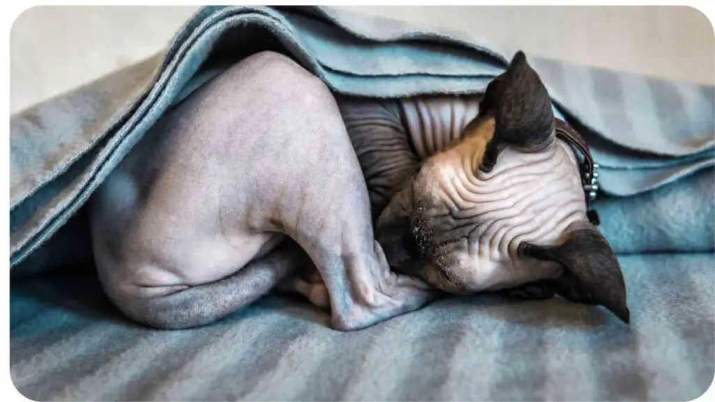 a sphynx cat sleeping under a blanket